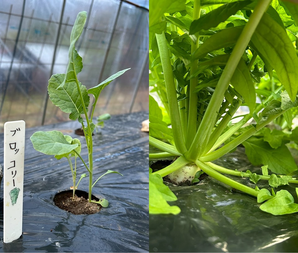 畑で育つブロッコリーや根菜の苗の様子