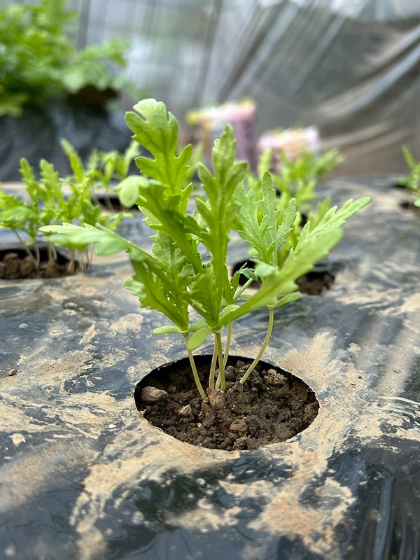 畑で育つ若い野菜の苗