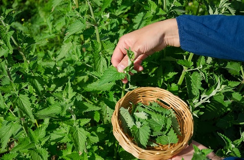 野草を摘んで籠に集める様子