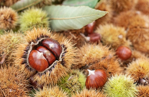 殻付きの栗が実った秋の収穫の様子