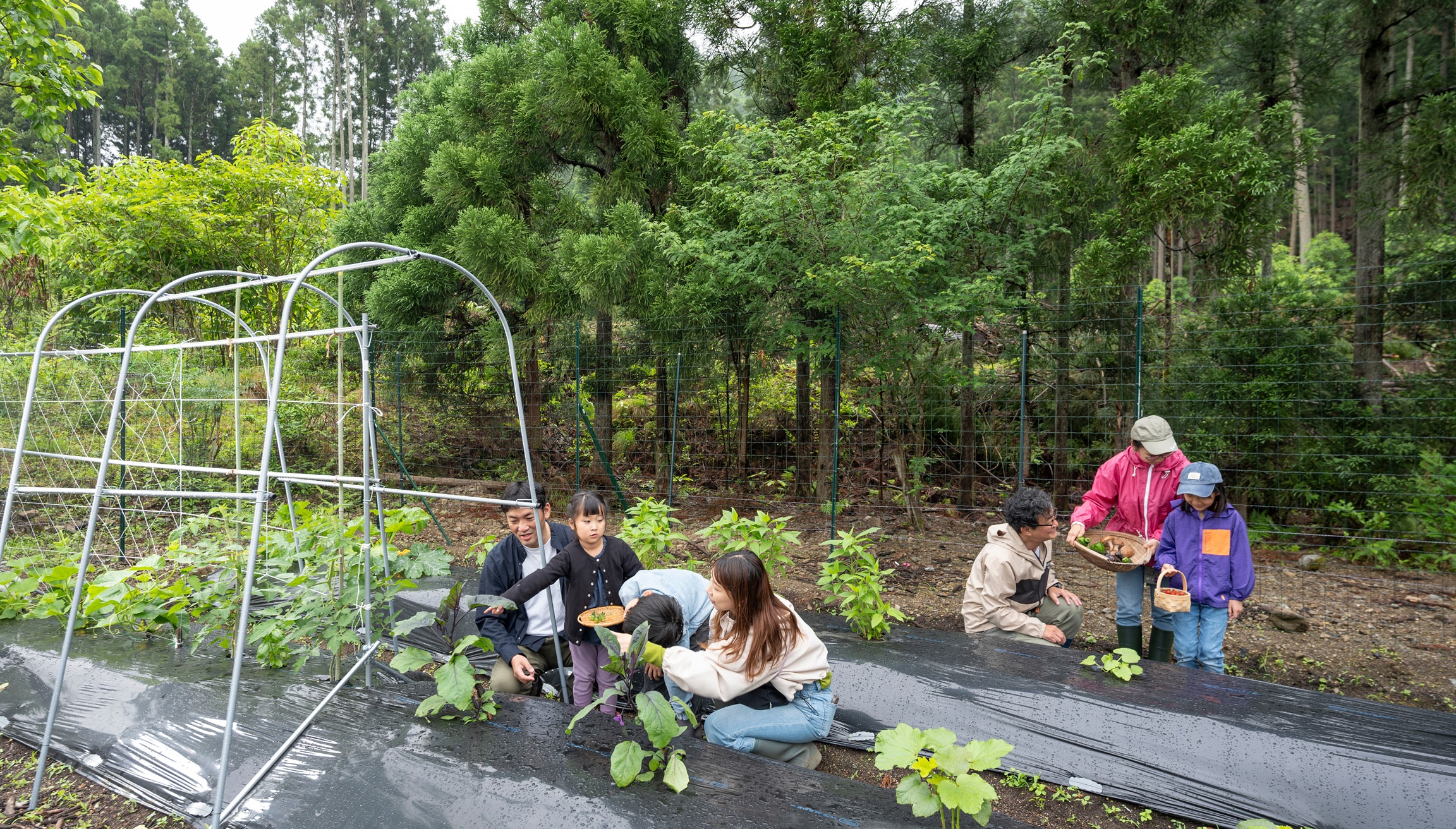 家族で楽しむ収穫体験の様子