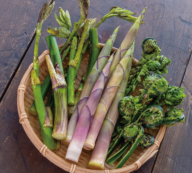 山菜摘み体験で収穫できる春の山菜が籠に盛られた写真