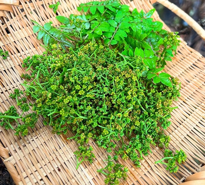 花山椒摘み体験で収穫した花山椒をざるに広げた写真