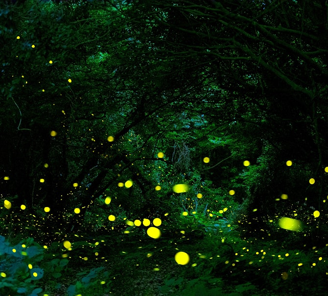 暗い中を幻想的に光る蛍の様子