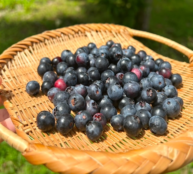 ブルーベリー摘み体験で収穫したブルーベリーをざるに広げた写真