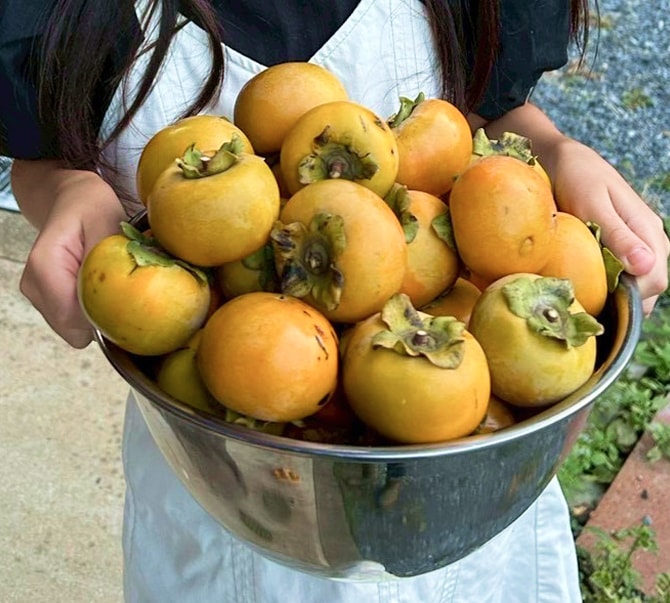 柿狩り体験で収穫した柿をボウルいっぱいに抱えた様子