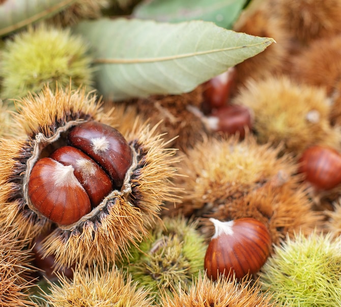 栗ひろい体験で採れた殻付きの栗
