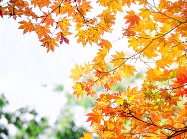 鮮やかに色づいた紅葉