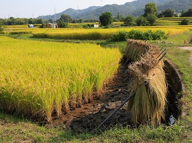 稲穂が実った田園風景