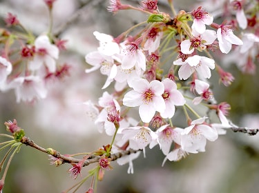 枝先に咲いた桜の花の近景
